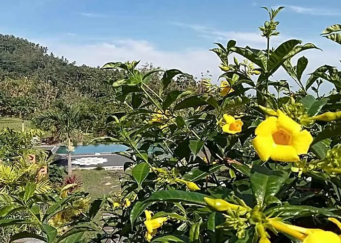 Markisa Pakisan 4*